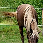 Rocky_ Mountain_ Horse_ 3(28)